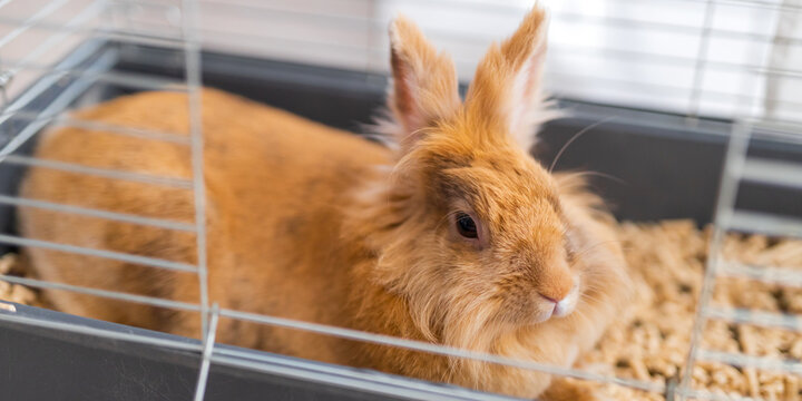 Fluffy brown rabbit cage pet animal wide format portrait for pet care background and adoption banner
