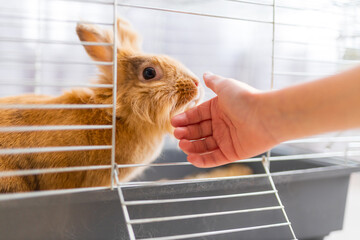 Naklejka na ściany i meble Brown pet rabbit in cage being touched by human hand for pet care banner and animal welfare article design