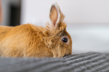 Brown rabbit profile portrait for pet care background and wallpaper use, indoor small animal closeup showing fur and eye detail © Andrii Zastrozhnov
