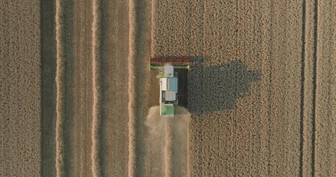 Perfect aerial top-down rise of a combine harvester reaping and threshing ripe wheat, revealing symmetrical harvest lines, drifting dust and soft shadows across the golden field.