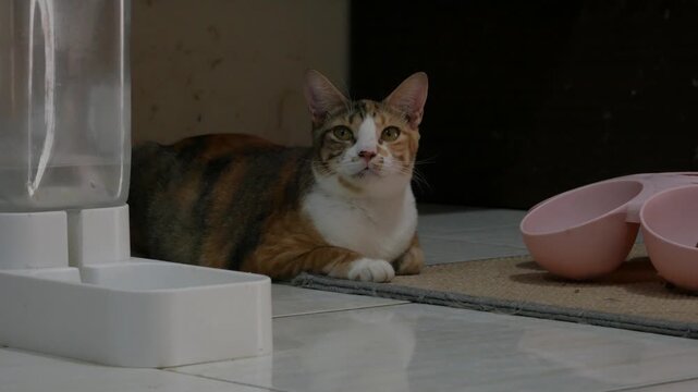 Calico Cat Resting Beside Pet Feeding Station Indoors