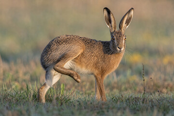 A wild hare in a meadow, alert with its leg raised in morning light. © Steve