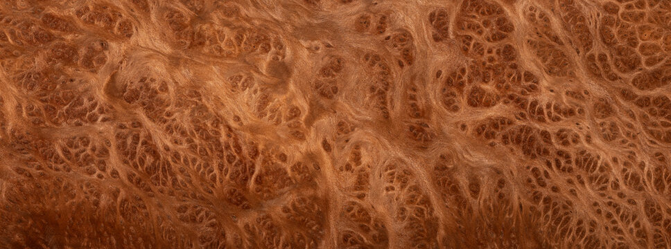 root Wood burl texture abstract pattern