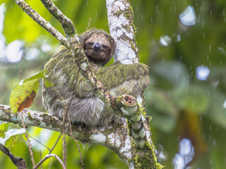 Fototapeta premium Brown Throated Three-toed Sloth