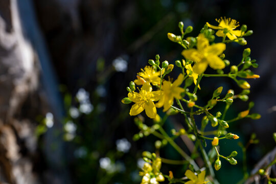 Hypericum perforatum, commonly known as St. John's wort, is a flowering plant in the family Hypericaceae. It is a hairless, perennial herb with woody roots, yellow flowers marked by black glands, and 