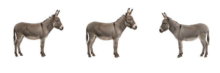 Fototapeta premium Domestic donkeys and cute gray burros standing isolated on white background farm animal photography elements