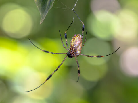Golden Silk Orb Weaver Spider of America