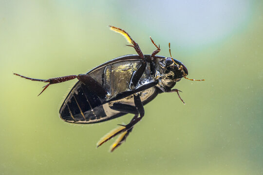 Great Silver Beetle Swimming Underwater, River Reest, Netherlands