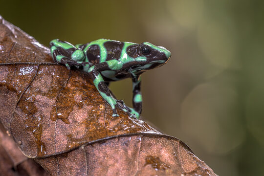 Green and black poison dart frog on brown leaf