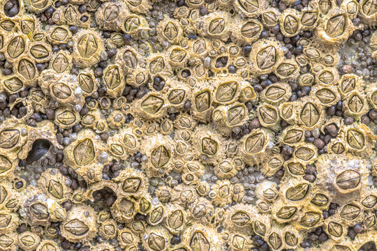 Common barnacle (Semibalanus balanoides) attached to coastal rock at low tide, Scotland