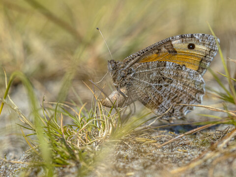 Grayling Butterfly Laying Eggs on Sandy Ground, Schiermonnikoog