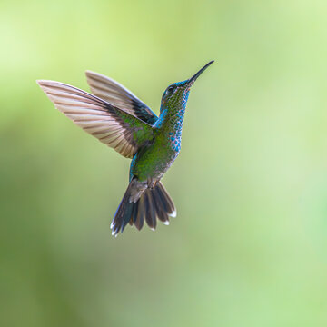 Green crowned brilliant hummingbird feeding on Costus