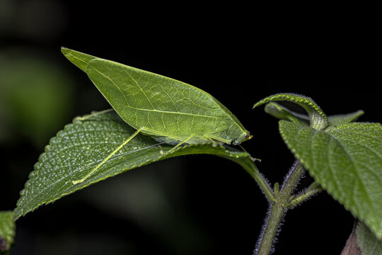 Leaf Katydid resting on vegetation