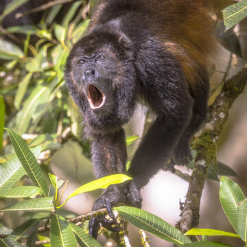 Male Mantled Howler Monkey howling on branch