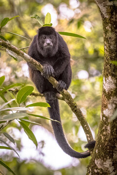 Mantled Howler Monkey sitting on branch