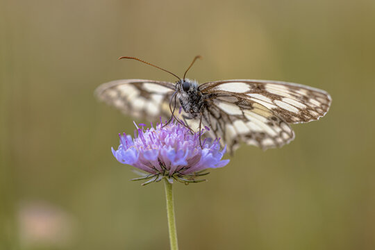 Marbled White Butterfly on Scabious Flower, C&eacute;vennes, France
