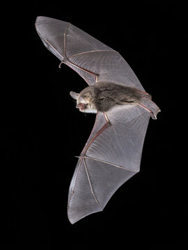 Natterer's Bat Swarming at Winter Roost Site, Overijssel, Netherlands