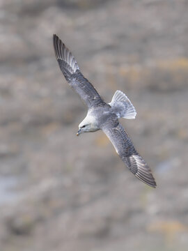 Northern Fulmar (Fulmarus glacialis) in flight above cliffs of Lunga, Scotland
