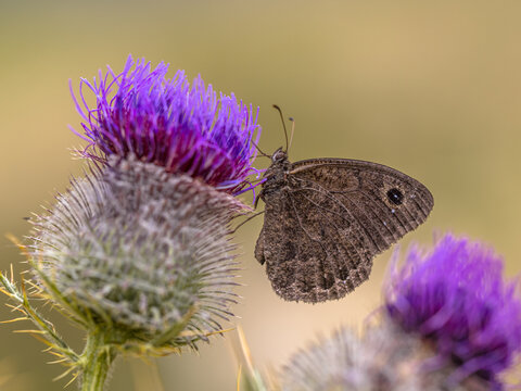 Meadow Brown Butterfly on Purple Thistle, C&eacute;vennes, France