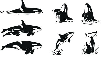 Orca whale collection featuring killer whales swimming, breaching, diving, and surfacing in the ocean, marine wildlife vector illustration set © sumi