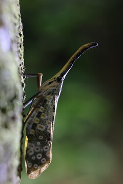  Pyrops condorinus ,Pyrops condorinus is a rare species of planthopper known as a lanternfly featuring a long curved head snout and colorful wings
Chan Ta Then Waterfall ,Chonburi ,THAILAND

