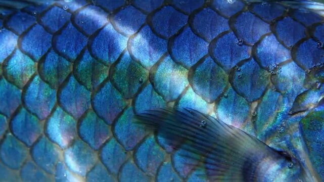 Mesmerizing close up of a vibrant blue fish scale pattern with iridescent light and a small tail, underwater