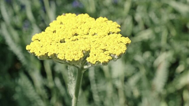 Macro of flowering yarrow plant. Yellow exotic scabious flower. Natural flower plant. Flora nature. Bright blooming flower in nature. Yarrow flower. Flowering nature closeup