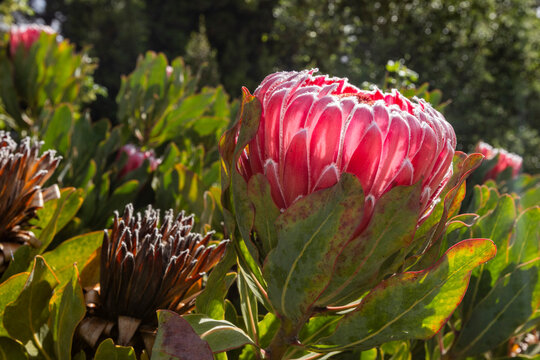 Close-up of Protea obtusifolia flowers