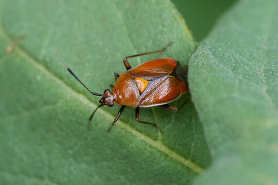 Tiny orange and black red, spotted plant bug, Deraeocoris ruber insect with a yellow spot on its back, a true bug, rest on a vibrant green leaf