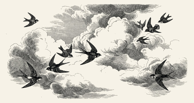 Birds in flight and clouds sky elements vintage engraving illustration