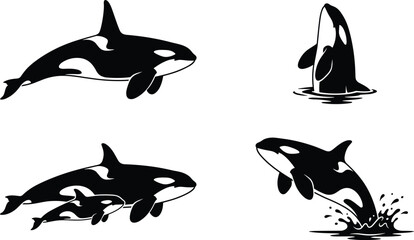 Orca whale collection featuring killer whales swimming, breaching, surfacing, and mother with calf in the ocean, marine wildlife vector illustration set © sumi