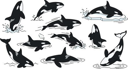 Orca whale collection featuring killer whales breaching, swimming, diving, surfacing, and hunting in the ocean, marine wildlife vector illustration set © sumi