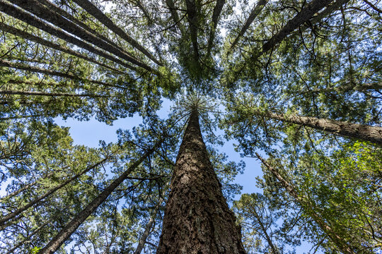Low angle view of tall trees at Dipsea Trail