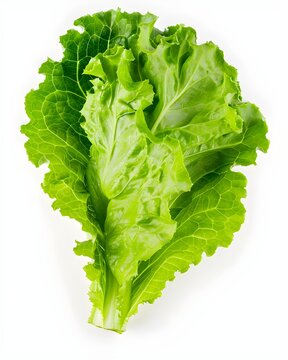 lettuce leaf fresh green vegetable isolated on white background