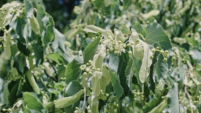 Natural tree plant. Flora nature. Aromatic blooming linden in nature, 4k. Linden tree bloom. Flowering nature closeup. Macro of flowering linden tree. Blossoming season