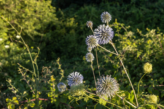 Multiple spherical blue flower heads of echinops globe thistle blooming on spiny stems among green foliage in the warm Mediterranean climate during the summer season in Turkey.