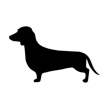 Dachshund svg cut file. Isolated vector illustration.