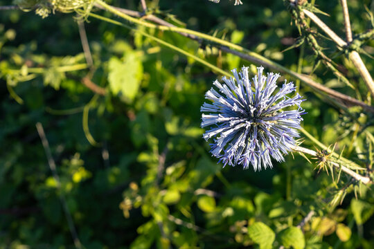 Spherical blue flower head of echinops globe thistle blooming among spiny stems and green foliage in the warm Mediterranean climate during the summer season in Turkey.
