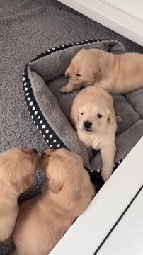 Two golden retriever puppies playing in a pet bed. Adorable young dogs cuddling and licking in a cozy dog bed at home.