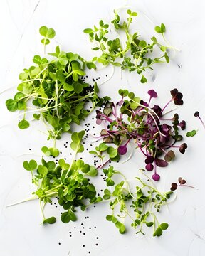 scattered microgreens minimal composition isolated on white background