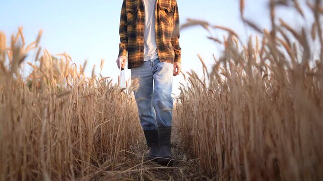 A man walks through a wheat field while holding a tool. The golden wheat sways gently as the man navigates the rows of wheat under the clear sky.