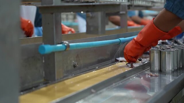 Workers packing canned sardines in a food processing factory, Automated industrial canning line in seafood production facility