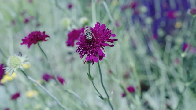 Blossom spring season. Ecosystem and wildlife at springtime. Bee with pollen. Pollination of plant flowers. Flora and fauna. Pollen basket. Bee pollinating peony. Blooming flower pollination