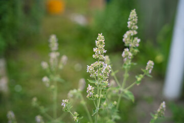 Fototapeta premium Nepeta cataria flowering herb in home garden for cat attractant plant 