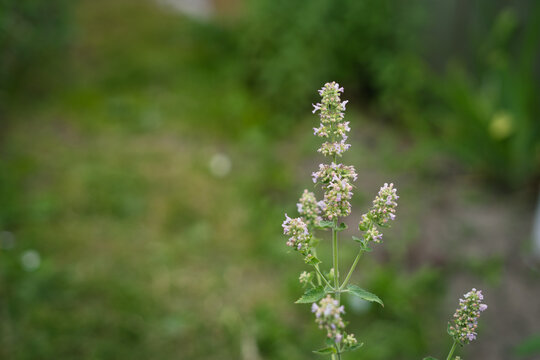 Catnip flowers blooming in garden with green grass background  