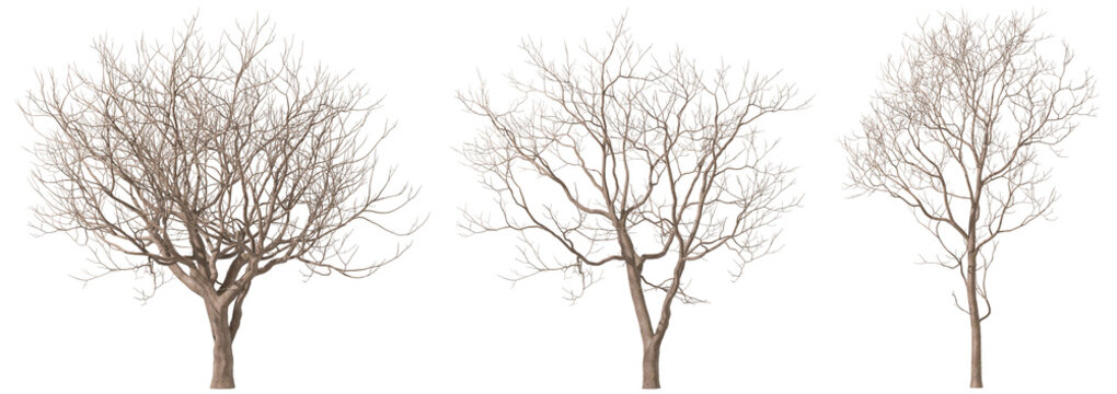 Dead trees standing set on transparent backgrounds 3d render png