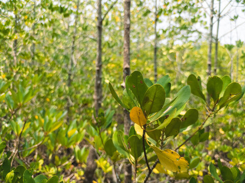 Lush Green Mangrove Forest with Dense Foliage and Tree Trunks Under Natural Light
