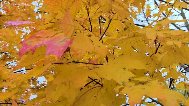 Golden and red leaves flutter gently in the cool breeze of a serene park during autumn. Nature displays its beautiful colors as sunlight filters through the branches.