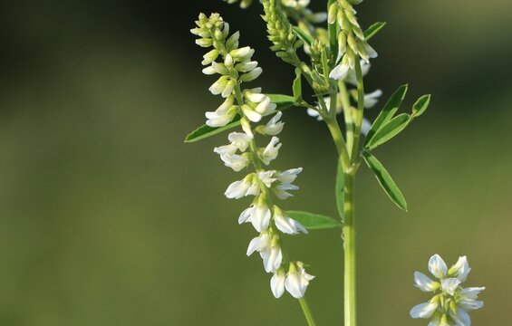 Melilotus albus (white sweetclover) growing in a meadow