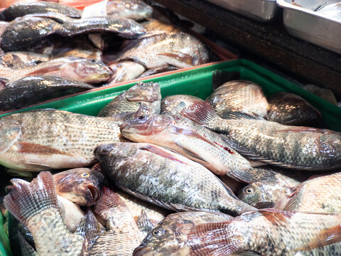 Freshly Caught Raw Tilapia Fish Displayed for Sale in a Market Stall, Ready for Cooking